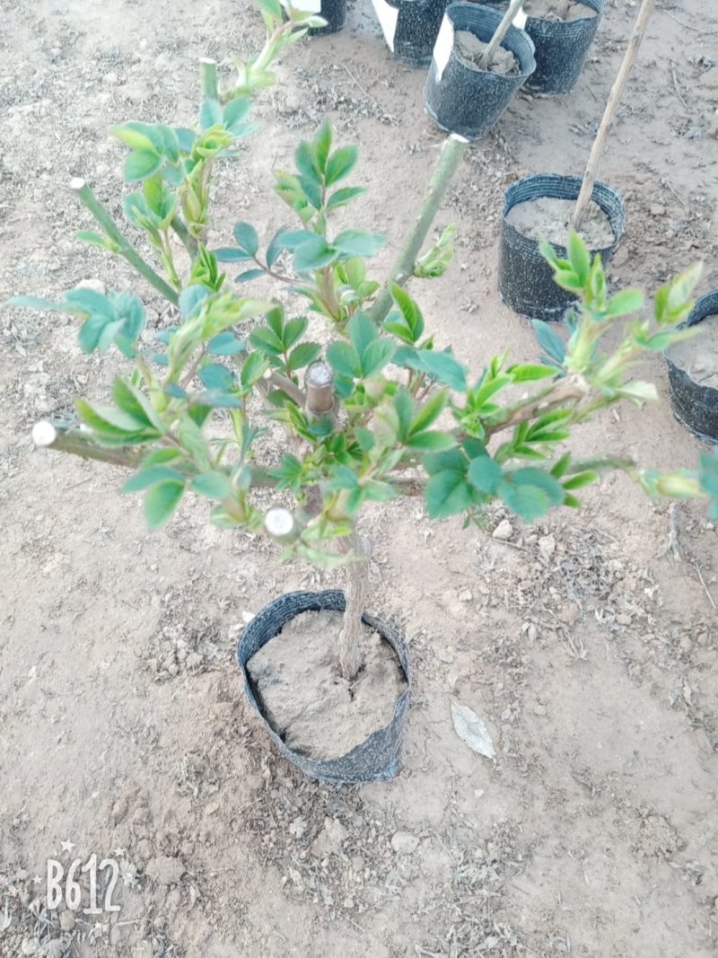 【热】树桩月季月季花树苗圃直销质量有保证