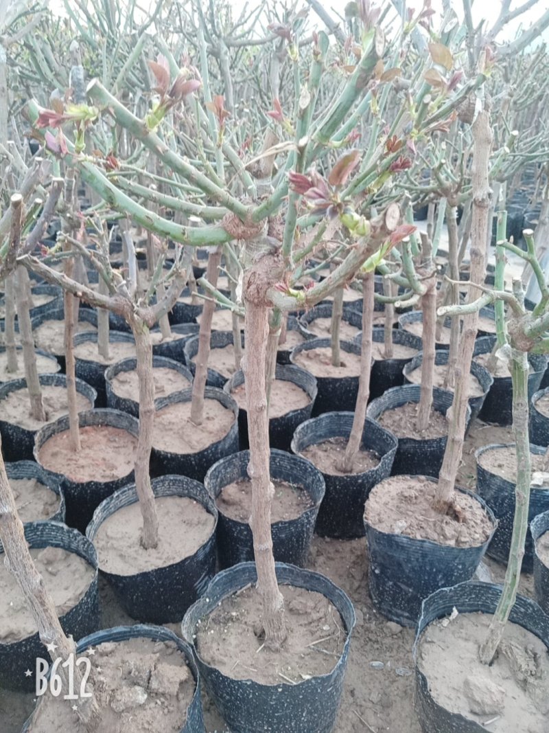 【热】树桩月季月季花树苗圃直销质量有保证