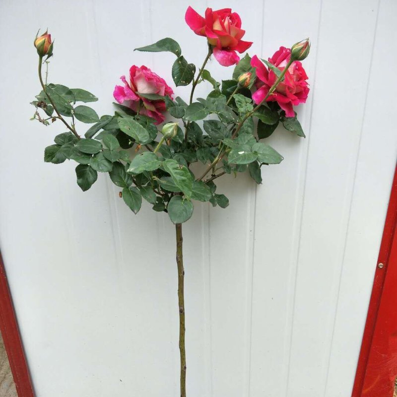 【热】树桩月季月季花树苗圃直销质量有保证