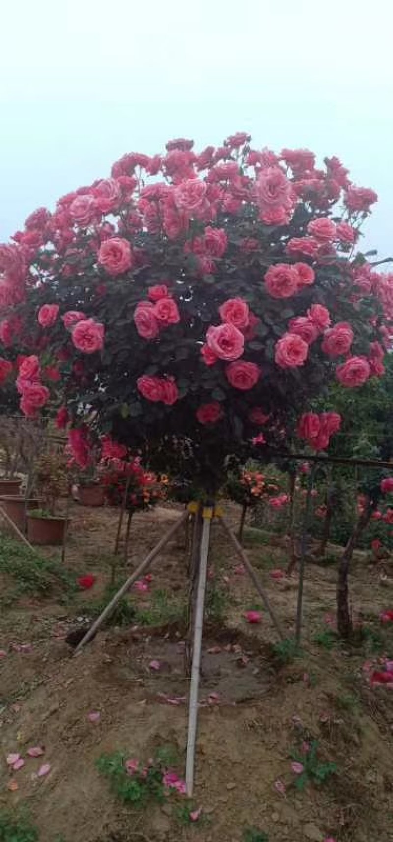 【热】树桩月季月季花树苗圃直销质量有保证