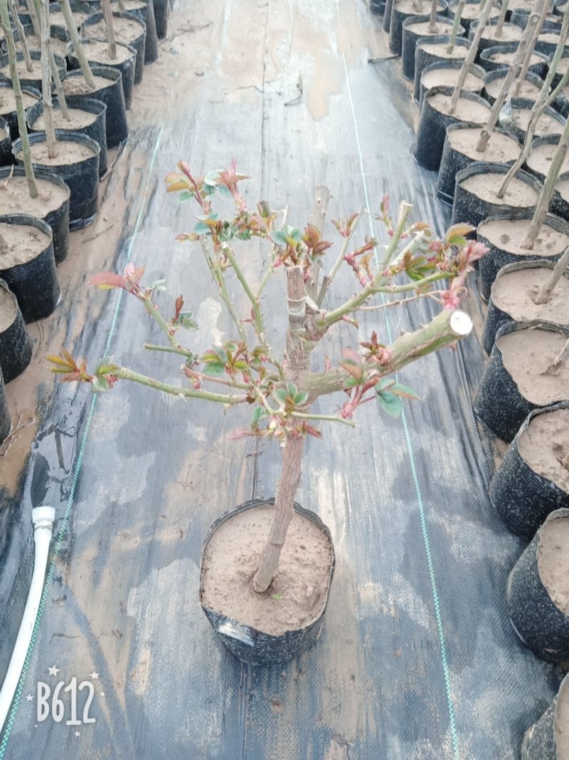 【热】树桩月季月季花树苗圃直销质量有保证
