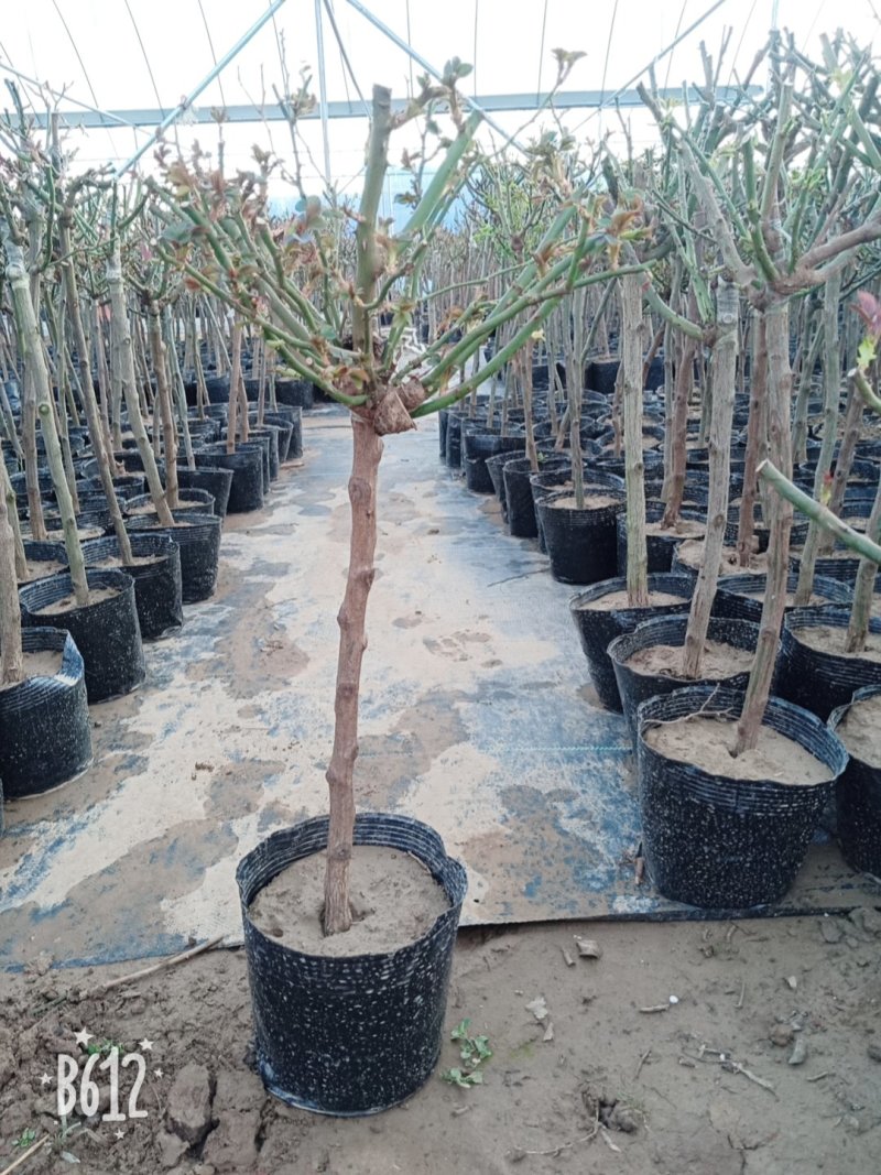 【热】树桩月季月季花树苗圃直销质量有保证