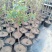 【热】树桩月季月季花树苗圃直销质量有保证