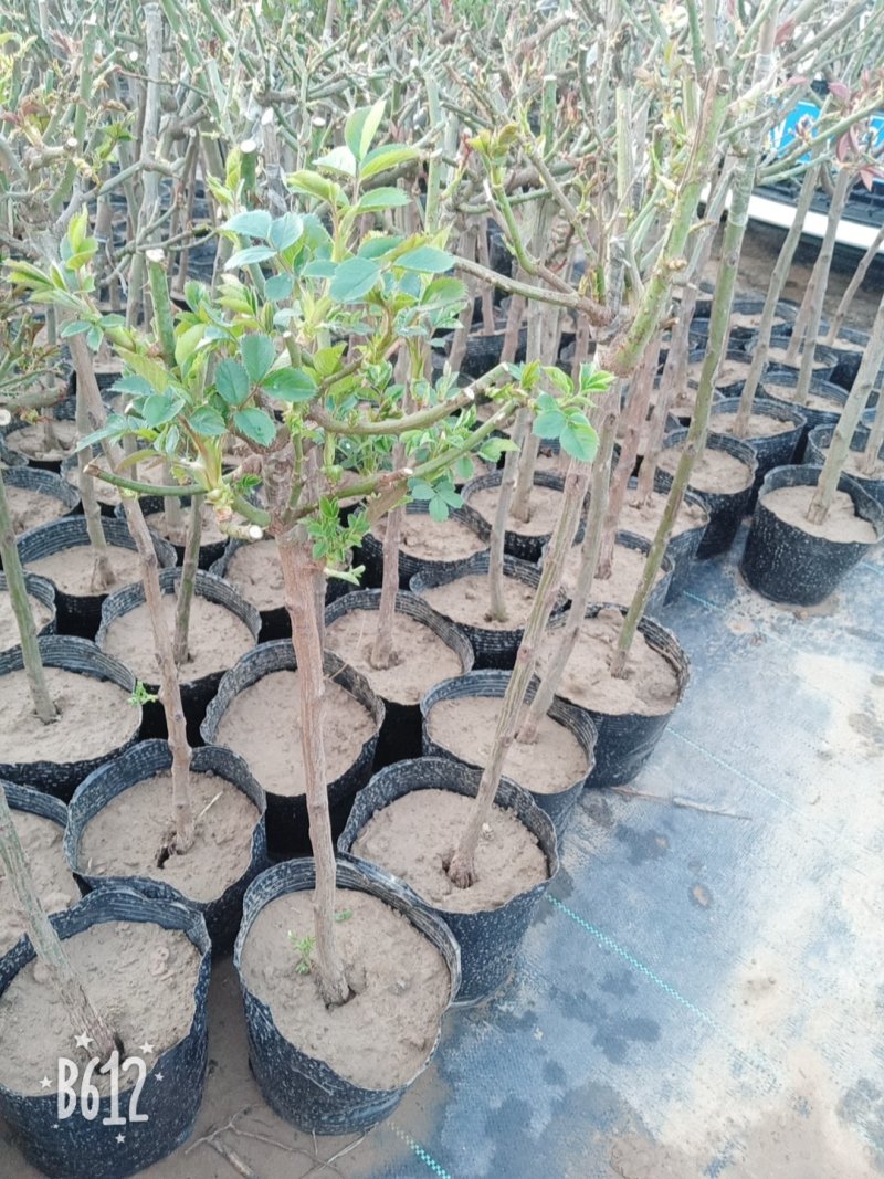 【热】树桩月季月季花树苗圃直销质量有保证