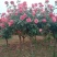 【热】树桩月季月季花树苗圃直销质量有保证