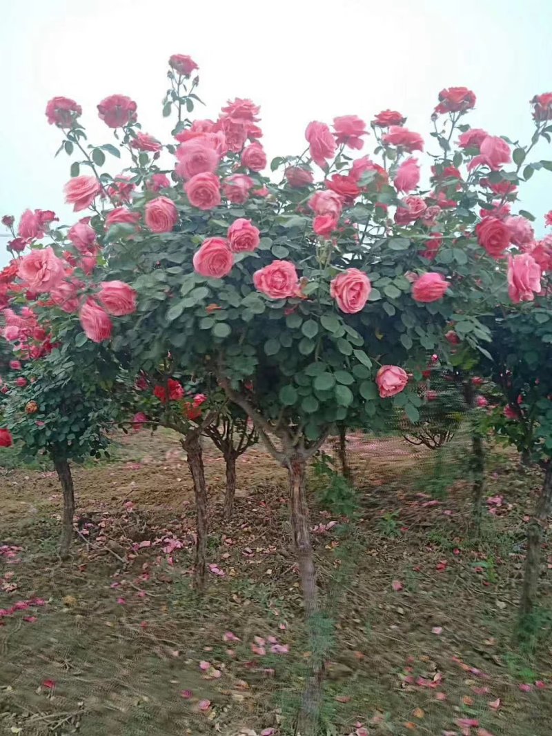 【热】树桩月季月季花树苗圃直销质量有保证