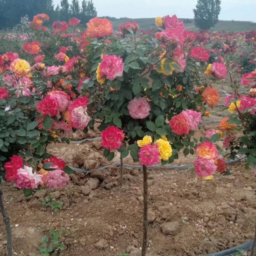 【热】树桩月季月季花树苗圃直销质量有保证