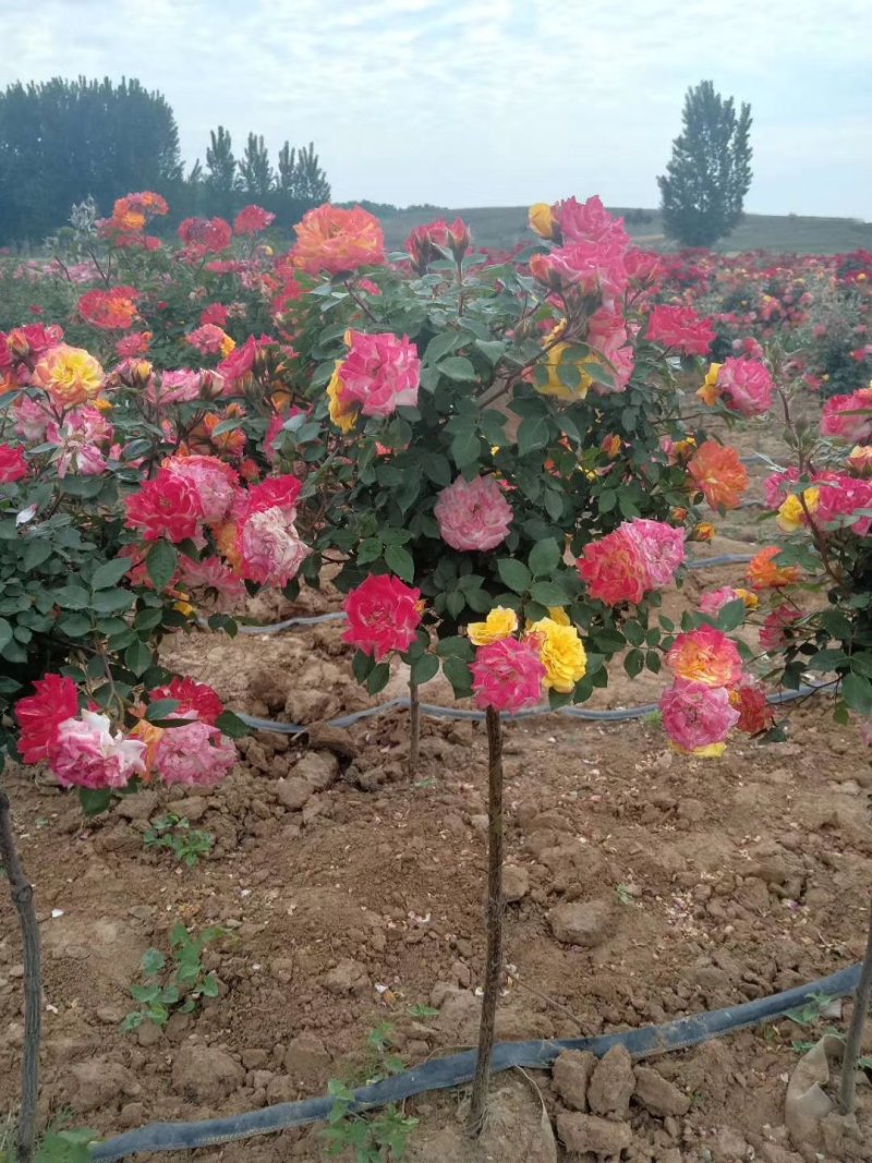 【热】树桩月季月季花树苗圃直销质量有保证