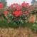 【热】树桩月季月季花树苗圃直销质量有保证