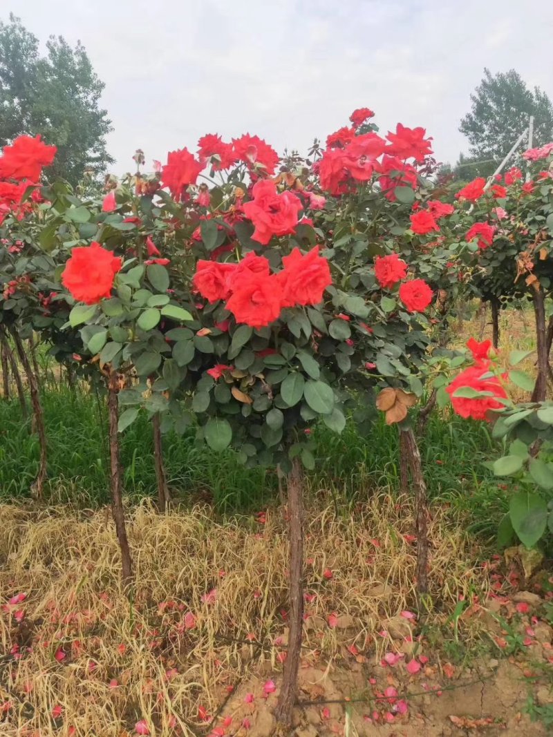 【热】树桩月季月季花树苗圃直销质量有保证