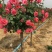 【热】树桩月季月季花树苗圃直销质量有保证
