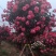 【热】树桩月季月季花树苗圃直销质量有保证