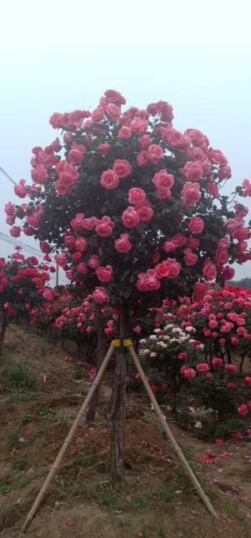 【热】树桩月季月季花树苗圃直销质量有保证