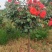【热】树桩月季月季花树苗圃直销质量有保证