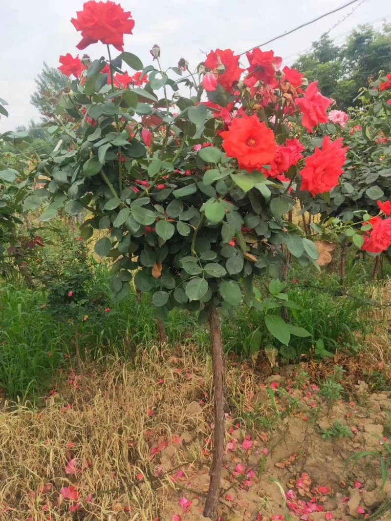 【热】树桩月季月季花树苗圃直销质量有保证