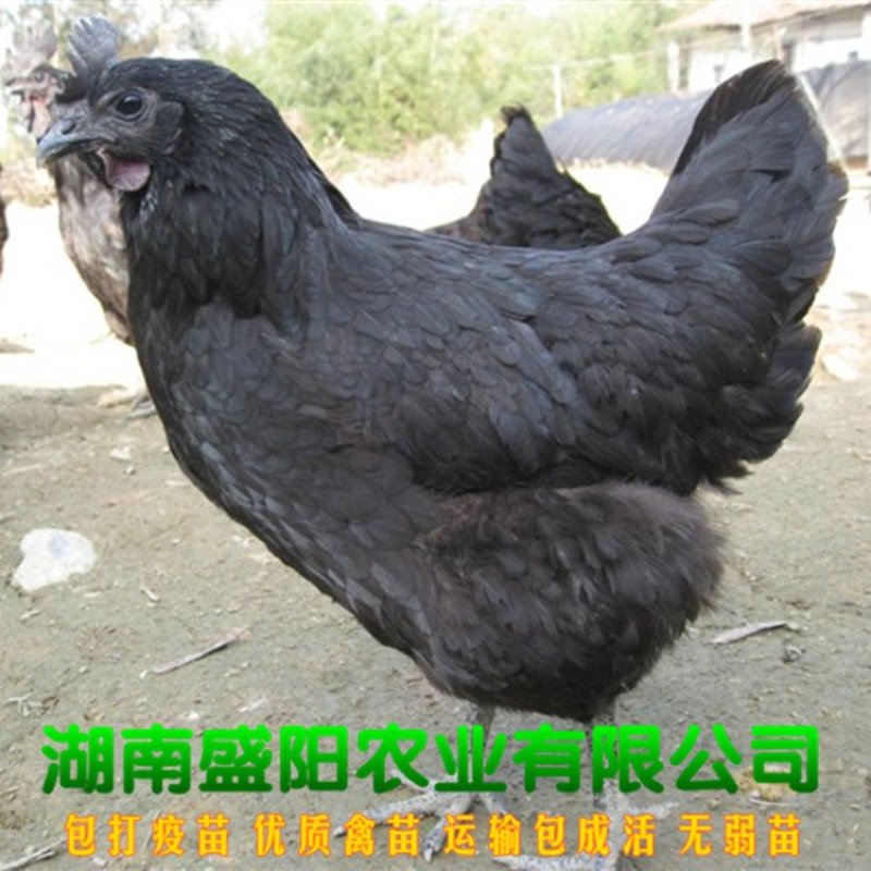 快大黑肉鸡苗快速型肉鸡苗五黑鸡苗出栏快成长速度快包成活