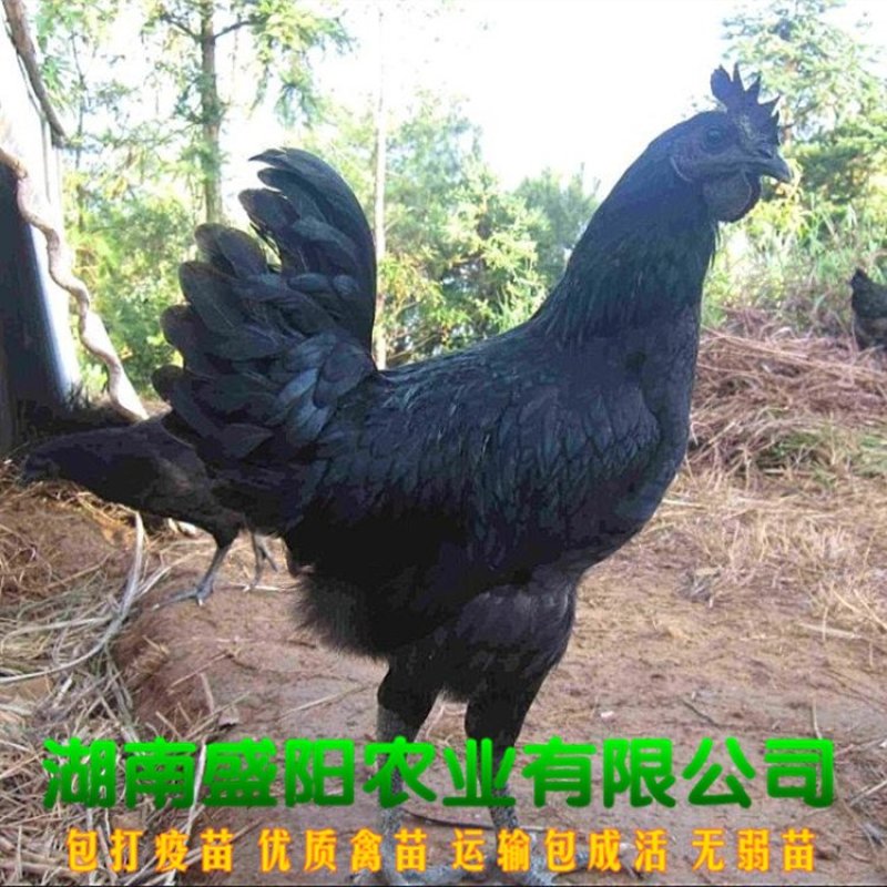 快大黑肉鸡苗快速型肉鸡苗五黑鸡苗出栏快成长速度快包成活