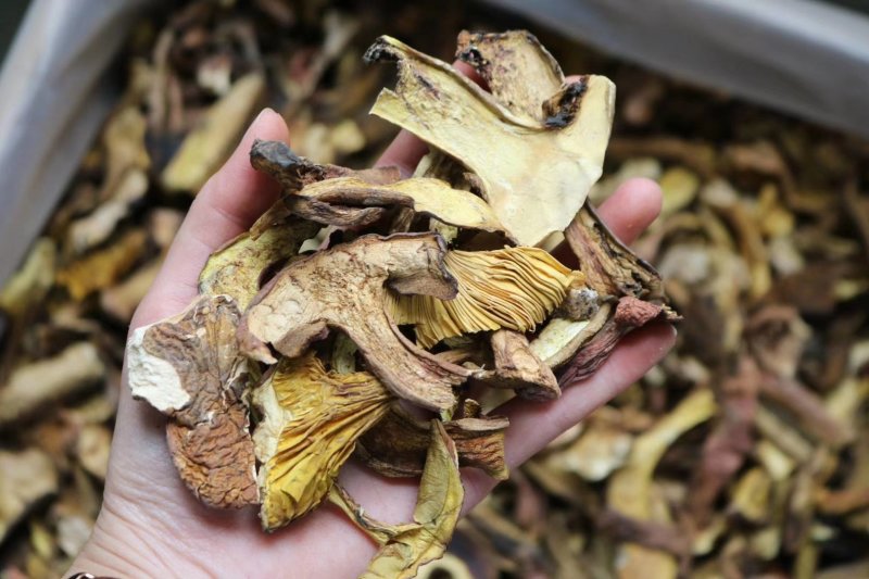 精选红葱牛肝菌香嫩无比高品质支持批发一件代发