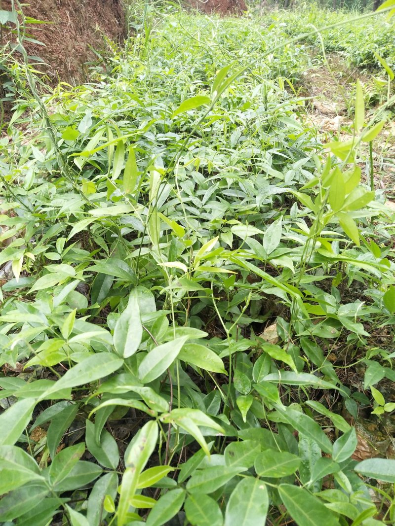 小叶牛大力种苗小叶牛大力种苗
