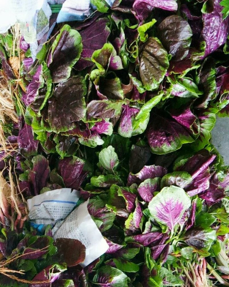 寒菜（新鮮红叶寒菜现货）