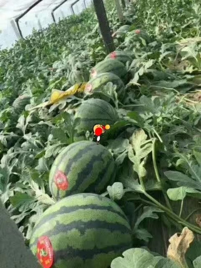 西瓜8斤打底9成熟1茬