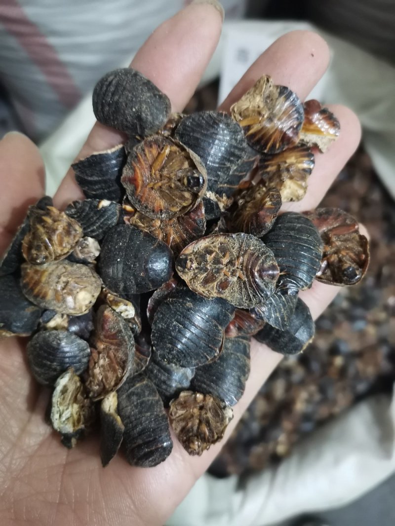 土元土鳖虫清水药用干品河北一公斤起发货