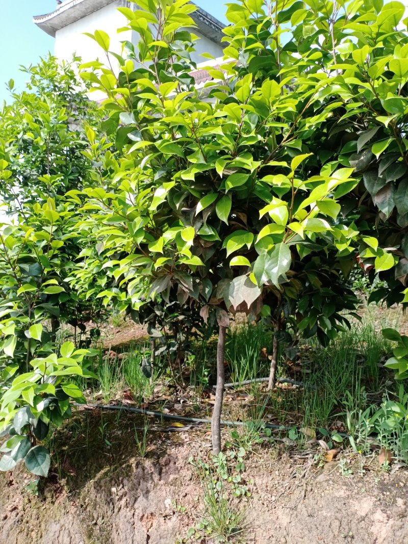 四季，茶花，四川宜宾种植基地常年出售茶花