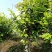 四季，茶花，四川宜宾种植基地常年出售茶花