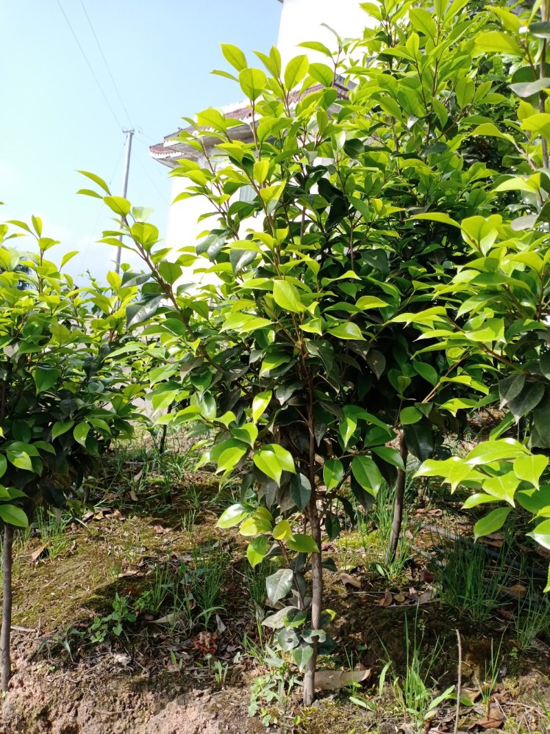 四季，茶花，四川宜宾种植基地常年出售茶花