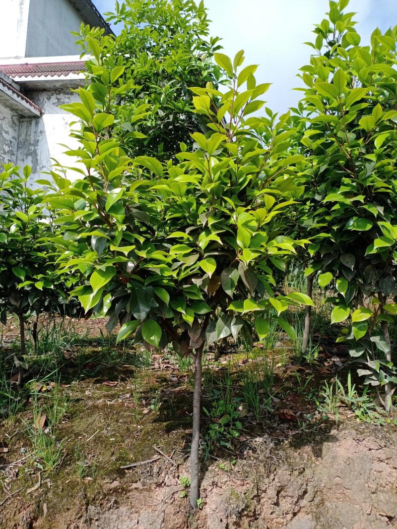 四季，茶花，四川宜宾种植基地常年出售茶花