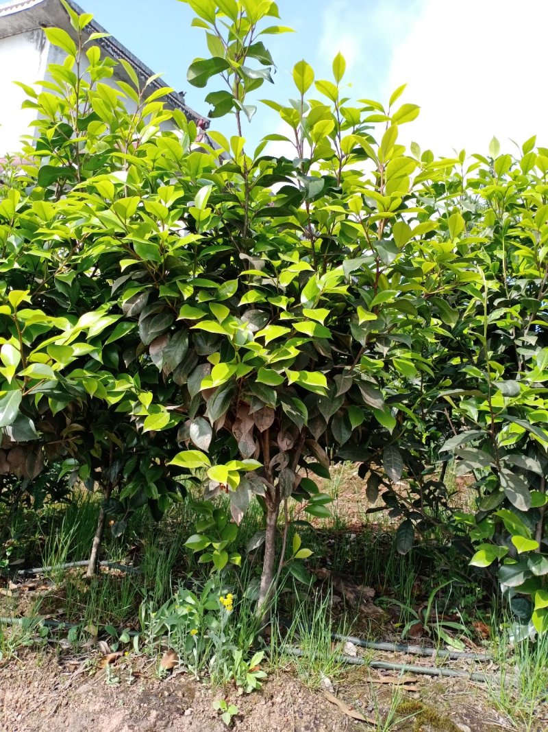 四季，茶花，四川宜宾种植基地常年出售茶花