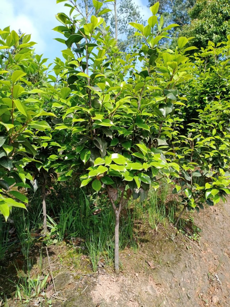 四季，茶花，四川宜宾种植基地常年出售茶花