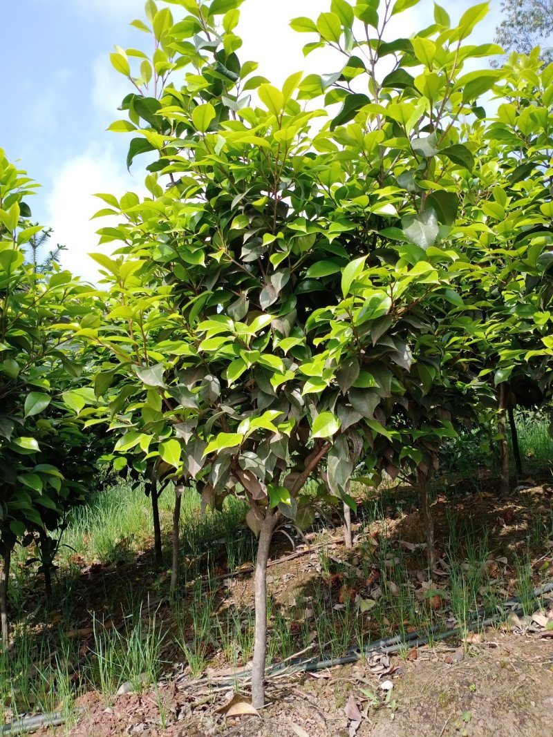 四季，茶花，四川宜宾种植基地常年出售茶花