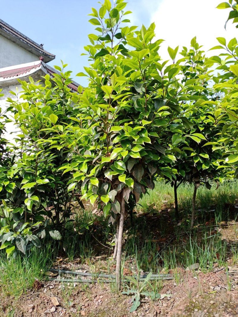 四季，茶花，四川宜宾种植基地常年出售茶花