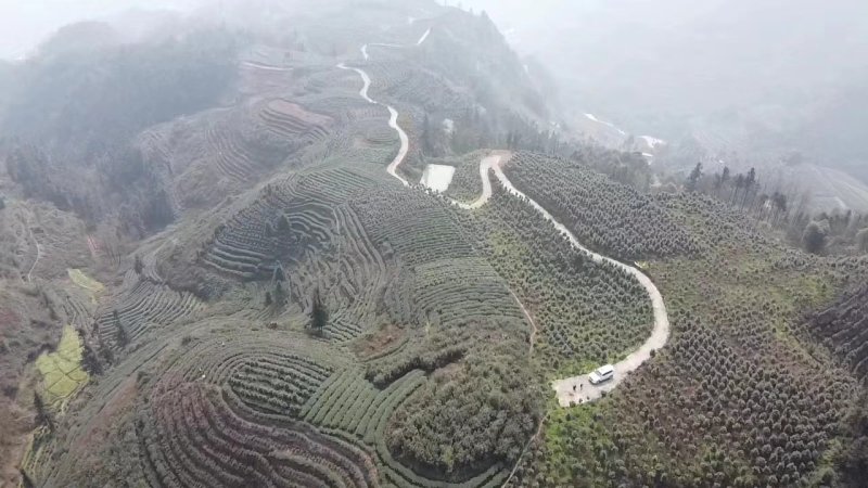 四季，茶花，四川宜宾种植基地常年出售茶花
