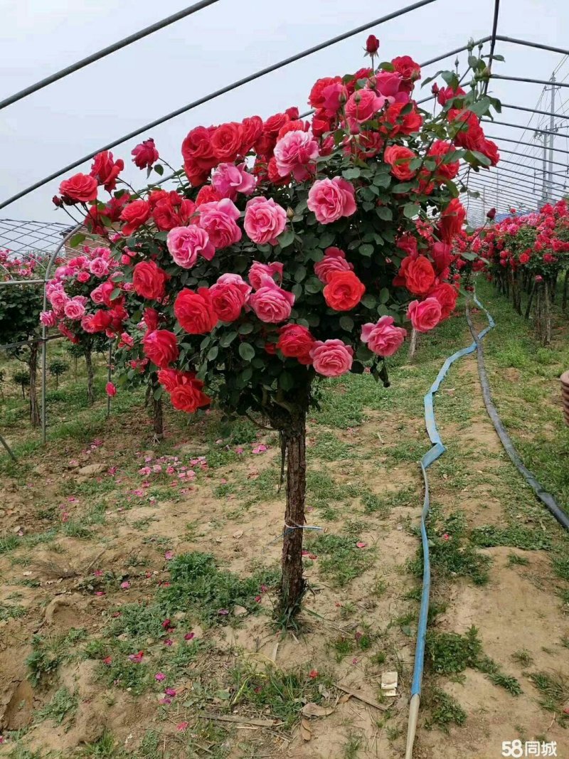 藤本月季，独杆月季，大花月季