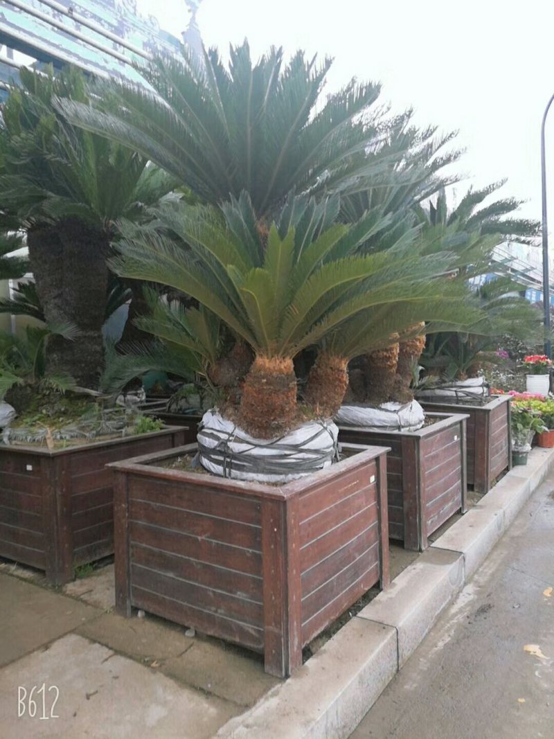 剑麻