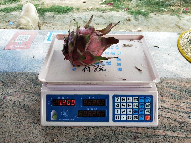 红心火龙果，软枝条大红火龙果苗，台湾大红