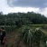 红心火龙果，软枝条大红火龙果苗，台湾大红