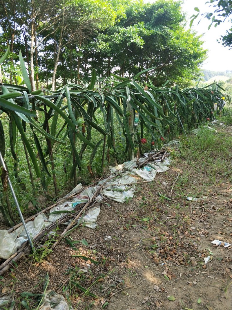红心火龙果，软枝条大红火龙果苗，台湾大红