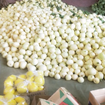 星甜二十大量上市口感脆甜产地直发