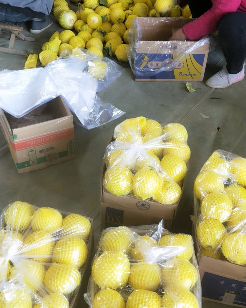 星甜二十大量上市口感脆甜产地直发