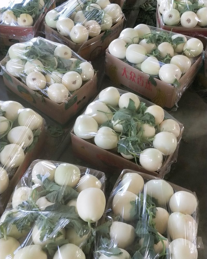 星甜二十大量上市口感脆甜产地直发