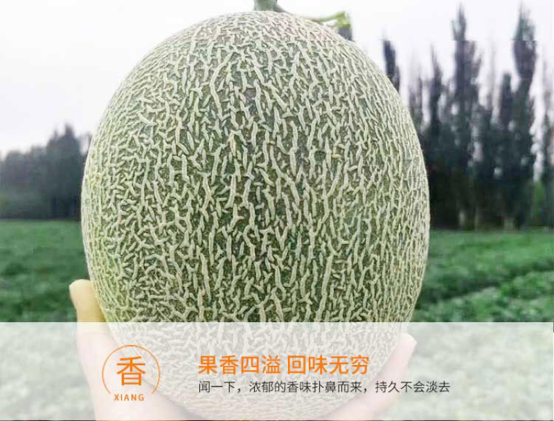 江博尔新疆特产供应链
