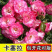 藤本月季花苗特大花蔷薇花苗爬藤盆栽四季开花攀爬墙植物好活