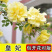藤本月季花苗特大花蔷薇花苗爬藤盆栽四季开花攀爬墙植物好活