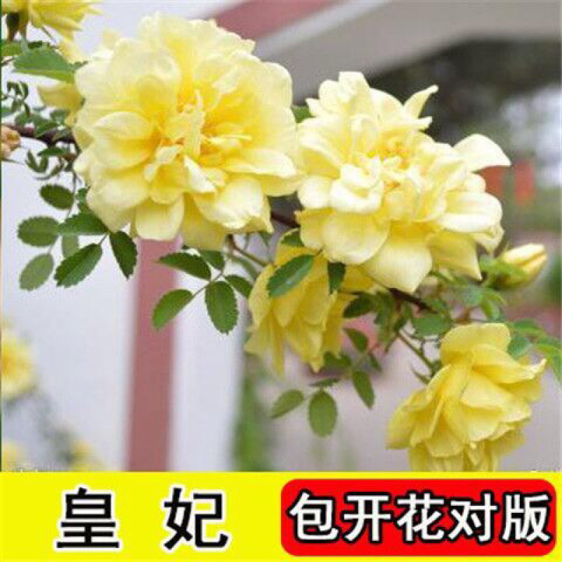 藤本月季花苗特大花蔷薇花苗爬藤盆栽四季开花攀爬墙植物好活