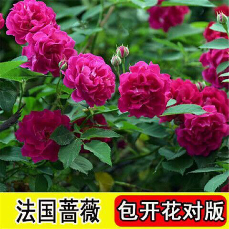 藤本月季花苗特大花蔷薇花苗爬藤盆栽四季开花攀爬墙植物好活