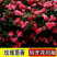 藤本月季花苗特大花蔷薇花苗爬藤盆栽四季开花攀爬墙植物好活