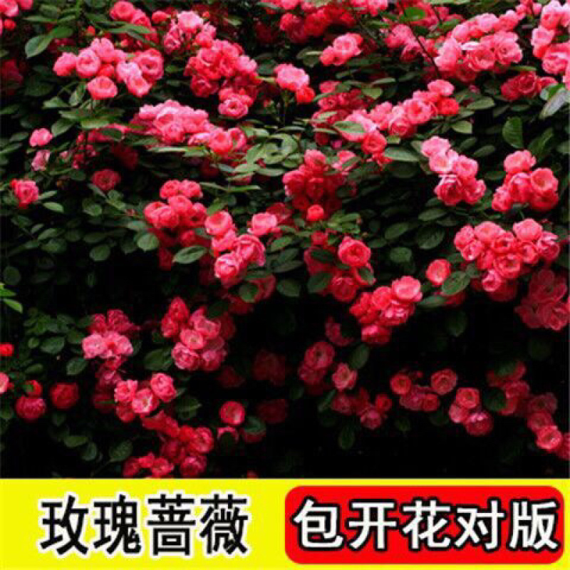 藤本月季花苗特大花蔷薇花苗爬藤盆栽四季开花攀爬墙植物好活